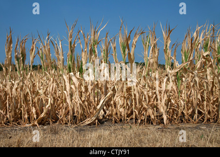 Il raccolto di mais che soffrono di condizioni di siccità Indiana America 2012 Foto Stock