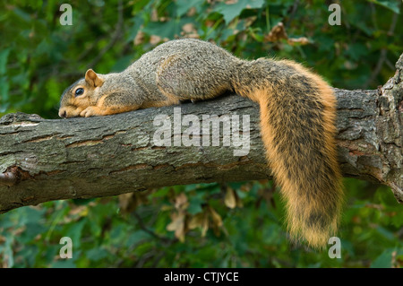 Eastern Fox Squirrel poggiato su un arto di alberi, Sciurus niger Eastern USA, di Skip Moody/Dembinsky Photo Assoc Foto Stock