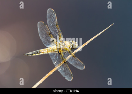 Quattro-spotted Chaser Dragonfly con sfondo blu Foto Stock