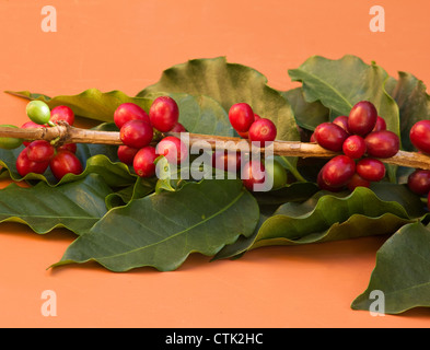 Mature di bacche di caffè su un ramo su sfondo colorato Foto Stock