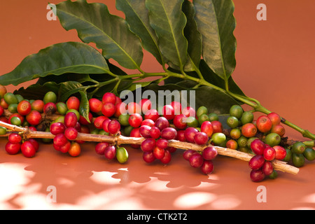 Mature di bacche di caffè su un ramo su sfondo colorato Foto Stock