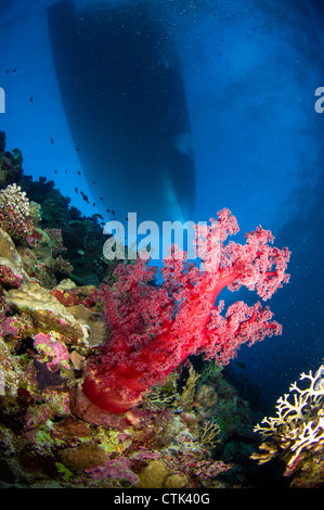 Rosso corallo morbido con silhouette della nave. Australia Foto Stock