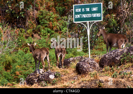 Afunny situazione in un santuario della fauna selvatica dove Tahrs sembrano essere in un dilemma al segno bordo Foto Stock