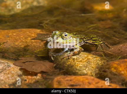 Acqua / rana Rana esculenta Foto Stock