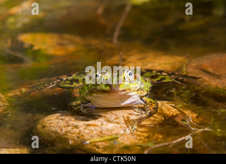 Acqua / rana Rana esculenta Foto Stock