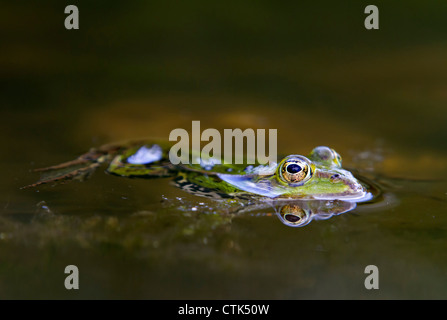 Acqua / rana Rana esculenta Foto Stock