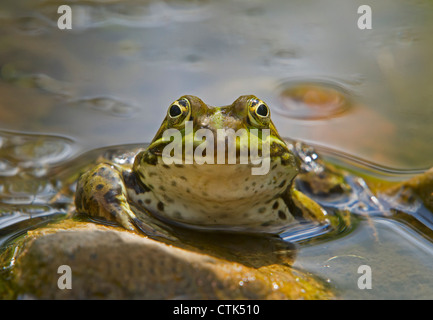 Acqua / rana Rana esculenta Foto Stock