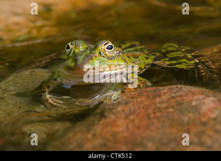 Acqua / rana Rana esculenta Foto Stock