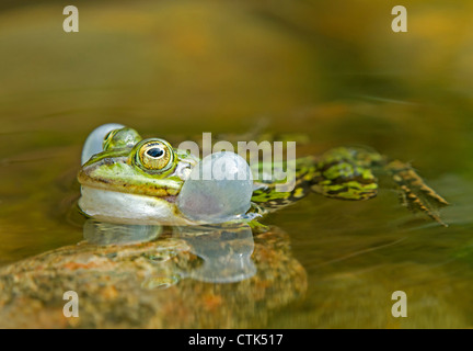 Acqua / rana Rana esculenta Foto Stock