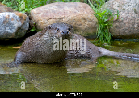 Lontra europea / Lutra lutra Foto Stock