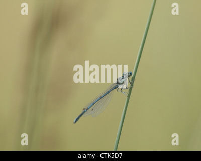 White-gambe, damselfly blue featherleg maschio / Platycnemis pennipes / Blaue Federlibelle, Gemeine Federlibelle Männchen Foto Stock