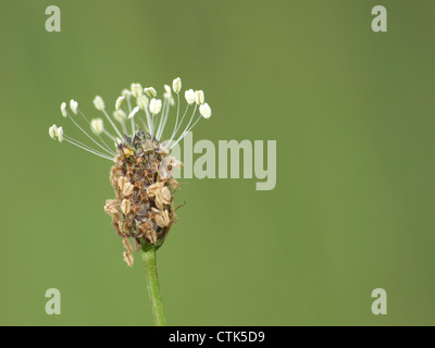 Ribwort piantaggine / Planzago lanceolata / Spitzwegerich Foto Stock