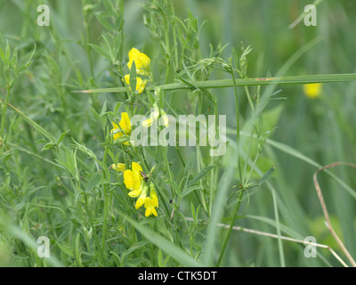 Meadow vetchling / Lathyrus pratensis / Wiesen-Platterbse Foto Stock