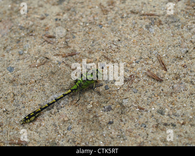 Green club-tailed, verde snaketail dragonfly / Ophiogomphus cecilia / Grüne Keiljungfer, Grüne Flussjungfer Foto Stock