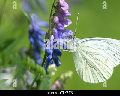 Verde-bianco venato su un tufted vetch / Sarcococca napi, Vicia cracca / Rapsweißling un Vogel-Wicke Foto Stock