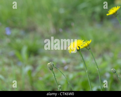 Parete / hawkweed Hieracium murorum / Wald-Habichtskraut Foto Stock