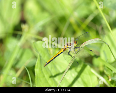 Darter nero, nero Meadowhawk femmina / Sympetrum danae / Schwarze Heidelibelle Weibchen Foto Stock