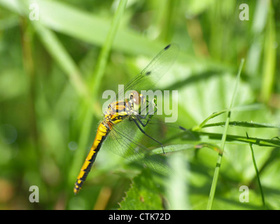 Darter nero, nero Meadowhawk femmina / Sympetrum danae / Schwarze Heidelibelle Weibchen Foto Stock