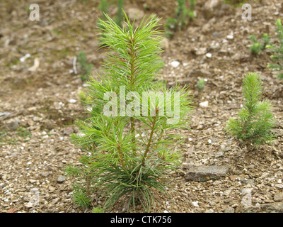 Giovani / pino Pinus / junge Kiefer Foto Stock