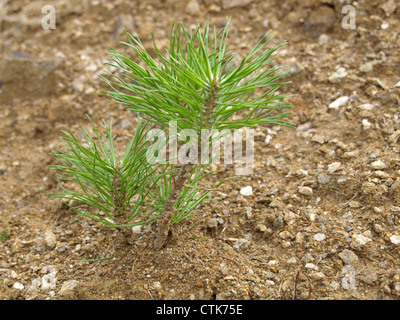 Giovani / pino Pinus / junge Kiefer Foto Stock