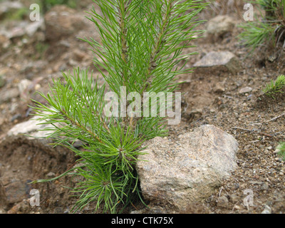 Giovani / pino Pinus / junge Kiefer Foto Stock