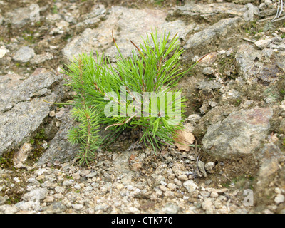 Giovani / pino Pinus / junge Kiefer Foto Stock