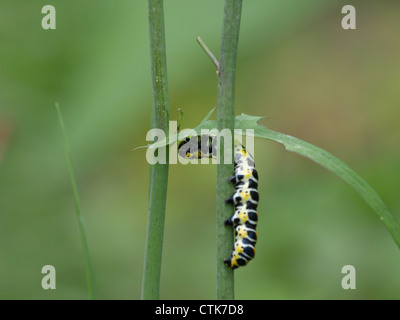 Caterpillar da squalo di lattuga / Cucullia lactucae / Raupe vom Lattich-Mönch Foto Stock