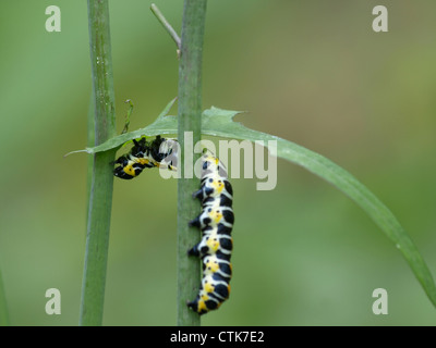 Caterpillar da squalo di lattuga / Cucullia lactucae / Raupe vom Lattich-Mönch Foto Stock