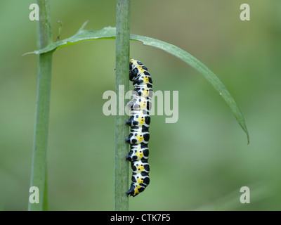 Caterpillar da squalo di lattuga / Cucullia lactucae / Raupe vom Lattich-Mönch Foto Stock