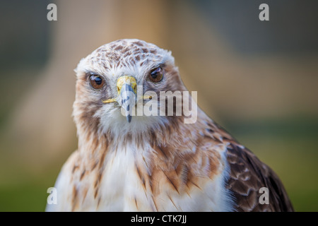 Red tailed hawk cercando in testa su Foto Stock