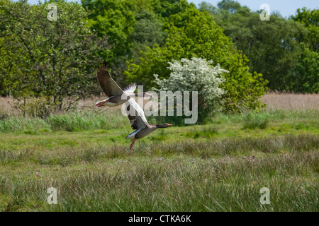 Graylag oche (Anser anser). Coppia di allevamento, di decollare in volo. Norfolk Wildlife Trust Reserve , Hickling Broad, Norfolk. Foto Stock