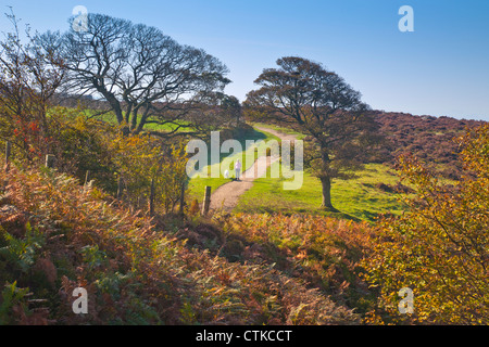 La donna con il cane a camminare tra battente alberi di sicomoro sul bordo Curbar nel Parco Nazionale di Peak District Derbyshire England Regno Unito Foto Stock