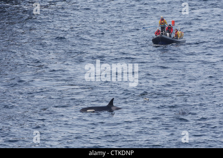 Killer Whale Orcinus orca off Sumburgh Head RSPB riserva, Isole Shetland Scozia, Regno Unito con ricercatori scientifici seguenti Foto Stock