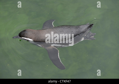 I pinguini (ordine sfenisciformi, famiglia sfeniscidi) sono un gruppo di uccelli acquatici Foto Stock