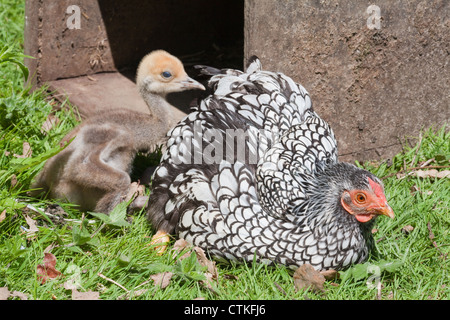 Broody Gallina Bantam foster allevamento Demoiselle gru pulcino (Anthropoides virgo). Foto Stock