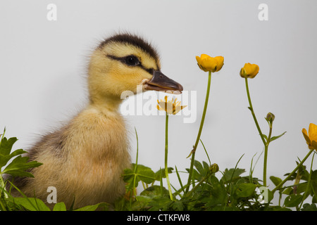 Mallard anatroccolo (Anas platyrhynchos), e renoncules (Ranunculus repens). Foto Stock