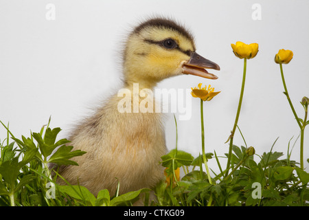 Mallard anatroccolo (Anas platyrhynchos), e renoncules (Ranunculus repens). Foto Stock