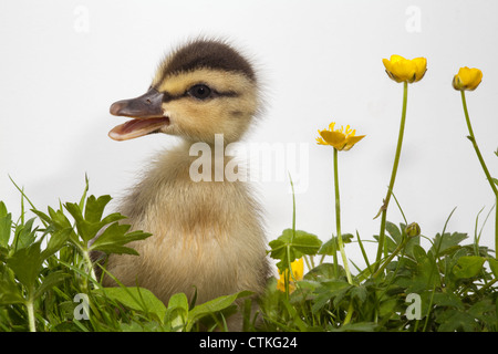 Mallard anatroccolo (Anas platyrhynchos), e renoncules (Ranunculus repens). Chiamando. Foto Stock