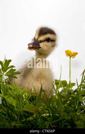 Mallard anatroccolo (Anas platyrhynchos), Buttercup (Ranunculus repens). Foto Stock