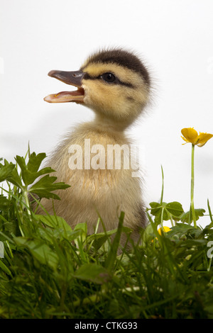 Mallard anatroccolo (Anas platyrhynchos), e renoncules (Ranunculus repens). Chiamando. Foto Stock