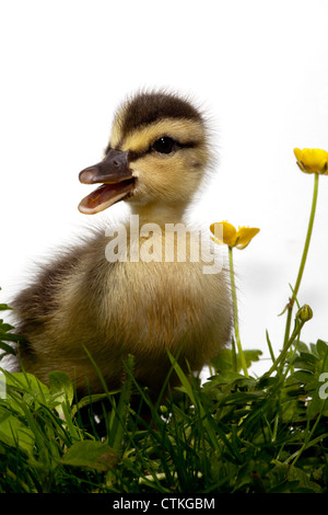 Mallard anatroccolo (Anas platyrhynchos), e renoncules (Ranunculus repens). Chiamando. Foto Stock