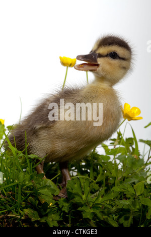 Mallard anatroccolo (Anas platyrhynchos), e renoncules (Ranunculus repens). Chiamando. Foto Stock