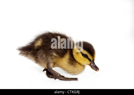 Mallard anatroccolo (Anas platyrhynchos). Giorno di età. Ricerca di cibi per la prima volta dopo la schiusa. Foto Stock