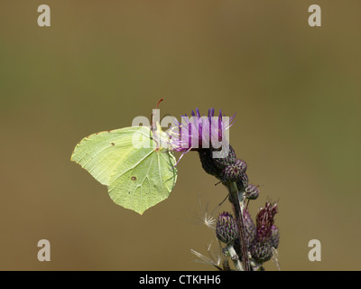 Comune di Brimstone / Gonepteryx rhamni / Zitronenfalter Foto Stock