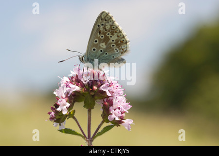 Chalkhill blue butterfly (Lysandra coridon) su maggiorana. Surrey, Regno Unito. Foto Stock