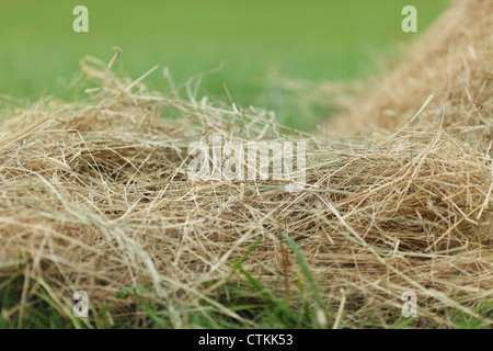 Chiuda il fieno Foto Stock