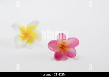 Due profumi di fiori di frangipani su sfondo bianco Foto Stock
