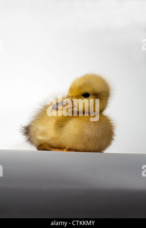 Anatroccolo (Anas platyrhynchos). Foto Stock