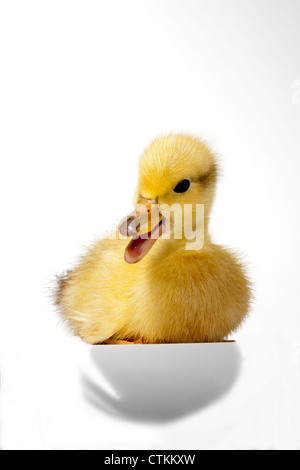 Anatroccolo (Anas platyrhynchos). Seduta. Squatting. Chiamando. Quack. Quacking. Foto Stock