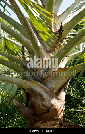 Il tronco di un Bismark Palm Foto Stock